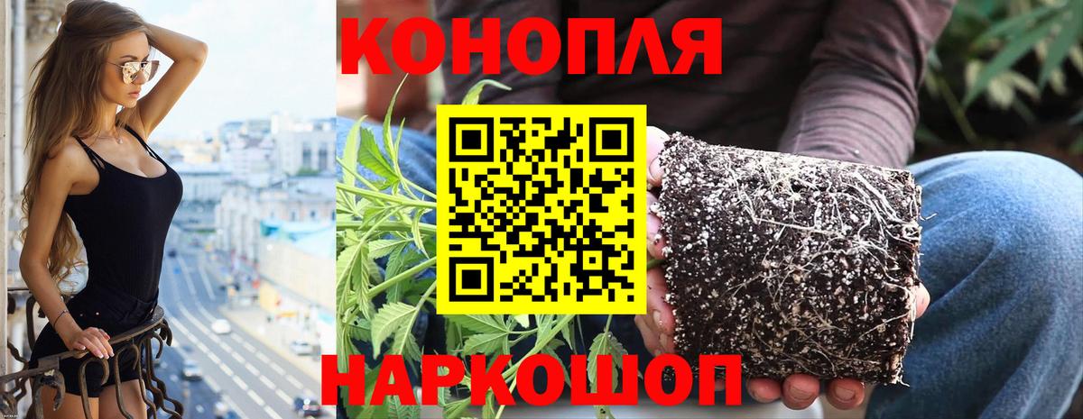МАРИХУАНА планчик Ачхой-Мартан